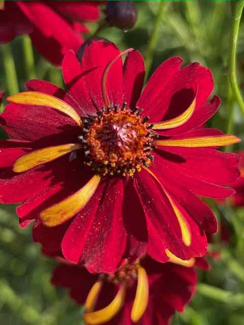 Dyer's Coreopsis